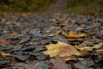 Fototapeta premium Closeup shot of the fallen leaves in the autumn forest in Lithuania