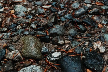 Closeup of wet cobble ground with cut pieces of plants