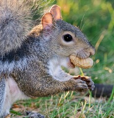 Closeup of a gray squirrel eating a peanut