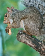 Vertical shot of gray squirrel eating a peanut sitting on a maple tree branch