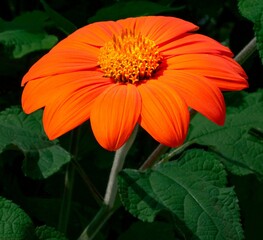Closeup shot of an orange zinnia flower with green leaves in sunny weather in a garden