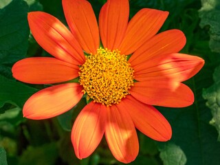 Closeup shot of an orange zinnia flower with green leaves in sunny weather in a garden