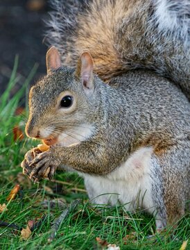 Vertical shot of a gray squirrel eating a peanut on grass