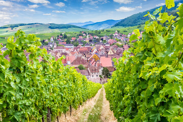 Village de Riquewihr dans les vignes d’Alsace, France 