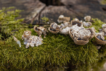 Closeup of a tree stump covered with green moss and mushrooms in a forest