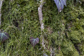 Closeup of a tree trunk covered with green moss in a forest