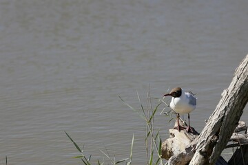 Seagull perched on a rock near a lake in Ebro Delta, Spain