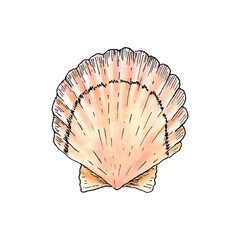 Realistic illustration of a shell of a marine mollusk