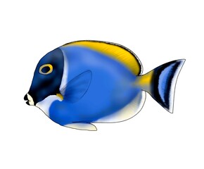 Realistic illustration of a fish of the species Acanthurus Leucosternon