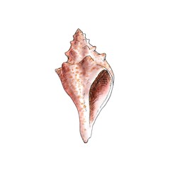 Realistic illustration of a shell of a marine mollusk