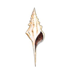 Realistic illustration of a shell of a marine mollusk