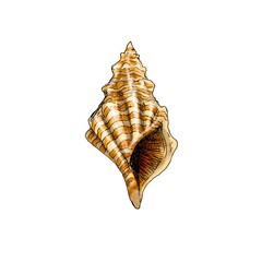Realistic illustration of a shell of a marine mollusk