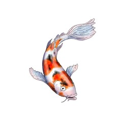 Realistic illustration of a koi carp