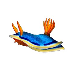 Realistic illustration of a marine mollusk called Chromodoris Annae