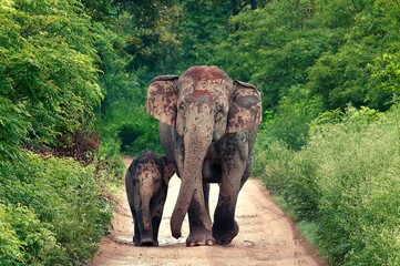 Mother elephant with a baby at Jim Corbett National Park in India