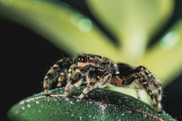Closeup shot of a Sitticus spider on a green leaf.