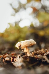 Closeup shot of mushrooms on a ground.