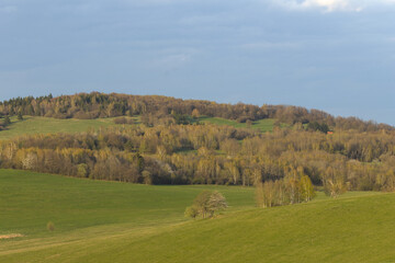 Fototapeta na wymiar hilly meadows full of birch trees