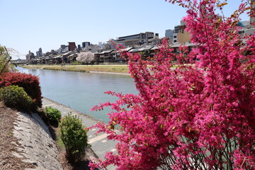 A scene of Japanese rivers : Kamo-gawa  River running through Kyoto 日本の川景色：京都の鴨川