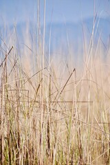 Vertical shot of some plants in a field during the day - perfect for wallpapers