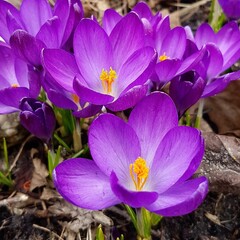 Close-up shot of saffron flowers growing in a garden in sunlight