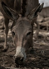 donkey stands and grazes hay in its habitat in the desert