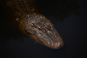 Closeup of an American alligator swimming in a pond