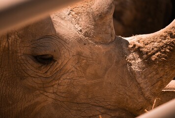 Closeup of a rhino's head
