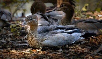 Closeup of a Rouen duck sitting on the ground