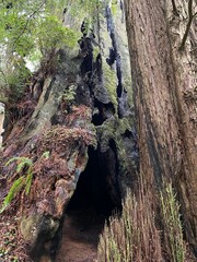 Vertical shot of a mossy cave in the rainforest