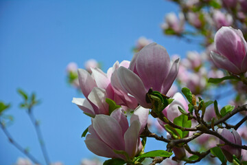biało-różowe kwiaty magnolii na drzewie, Magnolia, magnolia flowers against the blue sky,...