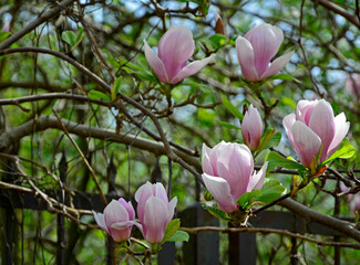 biało-różowe kwiaty magnolii na drzewie, Magnolia, magnolia flowers against the blue sky, magnolia pink flowers on tree, blossoming magnolia with of pink and white flowers on a sunny blue in spring 