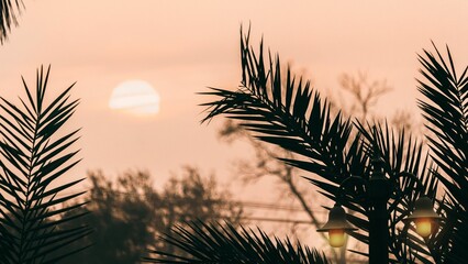 Closeup view of a palm tree branches with a magnificent view of a sun at sunrise in the background