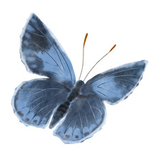 Watercolor Illustration Element Butterfly. Illustration for invitation and social media.