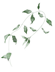 Watercolor Illustration Floral Element Wildflower Leaf. Botanical illustration for invitation and social media.