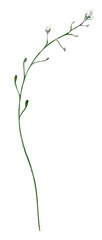 Watercolor Illustration Floral Element Field Plant. Botanical illustration for invitation and social media.