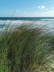 Vertical shot of green grass on the beach with a blue ocean in the background in daylight