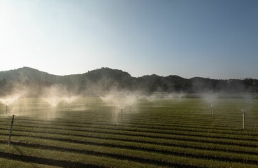 View of the irrigation system function watering argicultural fields