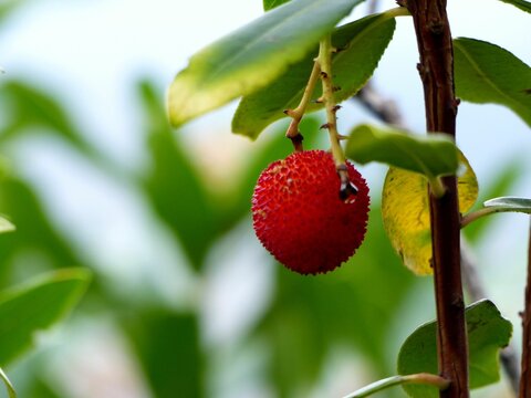 Closeup shot of a strawberry growing on a strawberry tree (Arbutus unedo)