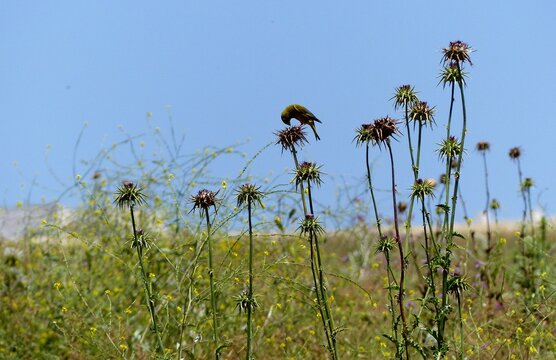 Closeup shot of Plumeless thistles (Carduus) in the field
