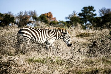 Fototapeta na wymiar Closeup of a zebra in the nature on a sunny day