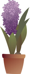 Hyacinth. Purple flower in a pot. High quality vector illustration.
