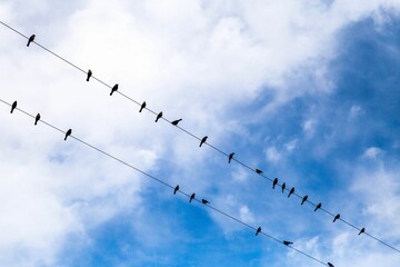 Low angle shot of the birds perched on the wires on the background of the blue sky