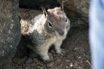 Closeup of a funny rock squirrel