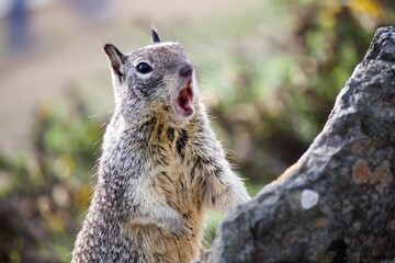 Closeup of a funny rock squirrel screaming