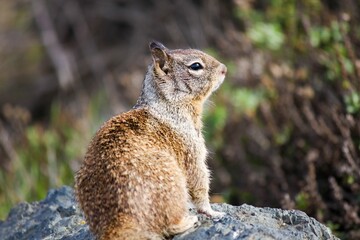 Closeup of a funny rock squirrel