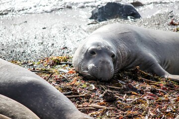 Elephant seal laying at the shore