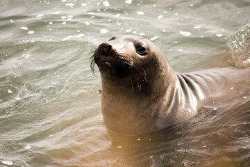 Cute sea lion peeking out of water