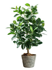 ficus in a pot isolated