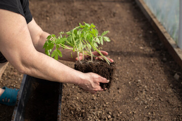 Young woman hands holding green, small tomato plant with ground. Early spring preparations for...